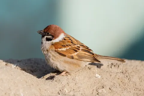 Eurasian Tree Sparrow, Passer montanus